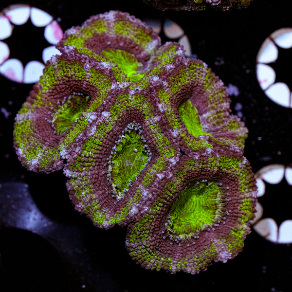 MC Overclocked Acropora