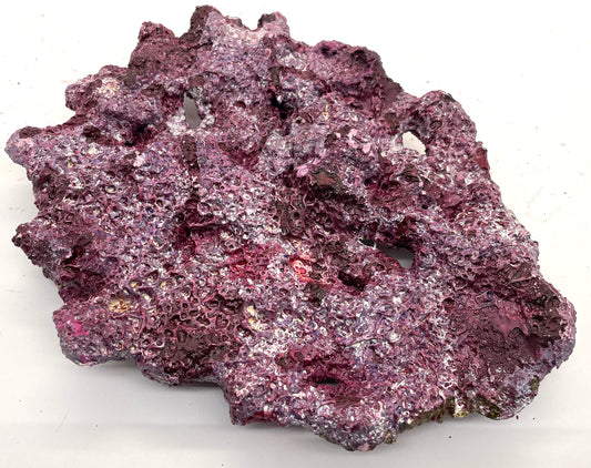 Tropic Eden Morroca Shelf Rock - Small - ONE Piece (1.5-2.2lbs)