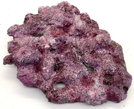 Tropic Eden Morroca Shelf Rock - Small - ONE Piece (1.5-2.2lbs)