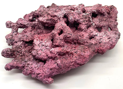 Tropic Eden Morroca Shelf Rock - Large - ONE Piece (5.2-6.77lbs)
