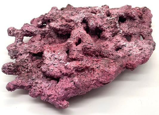 Tropic Eden Morroca Shelf Rock - Large - ONE Piece (5.2-6.77lbs)