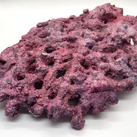 Tropic Eden Morroca Shelf Rock - Large - ONE Piece (5.2-6.77lbs)