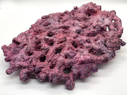 Tropic Eden Morroca Shelf Rock - Large - ONE Piece (5.2-6.77lbs)