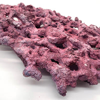 Tropic Eden Morroca Shelf Rock - Large - ONE Piece (5.2-6.77lbs)
