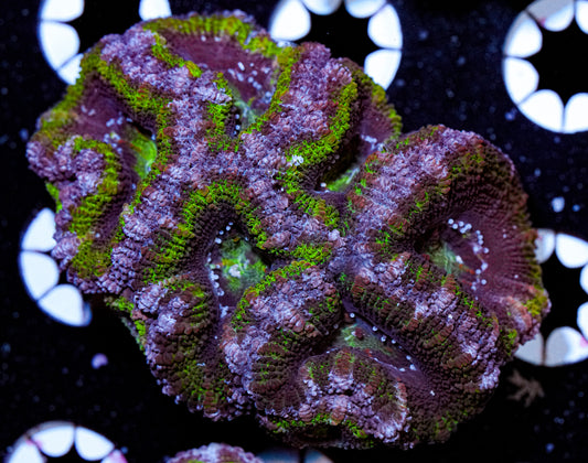 Acan Mini Colony 2