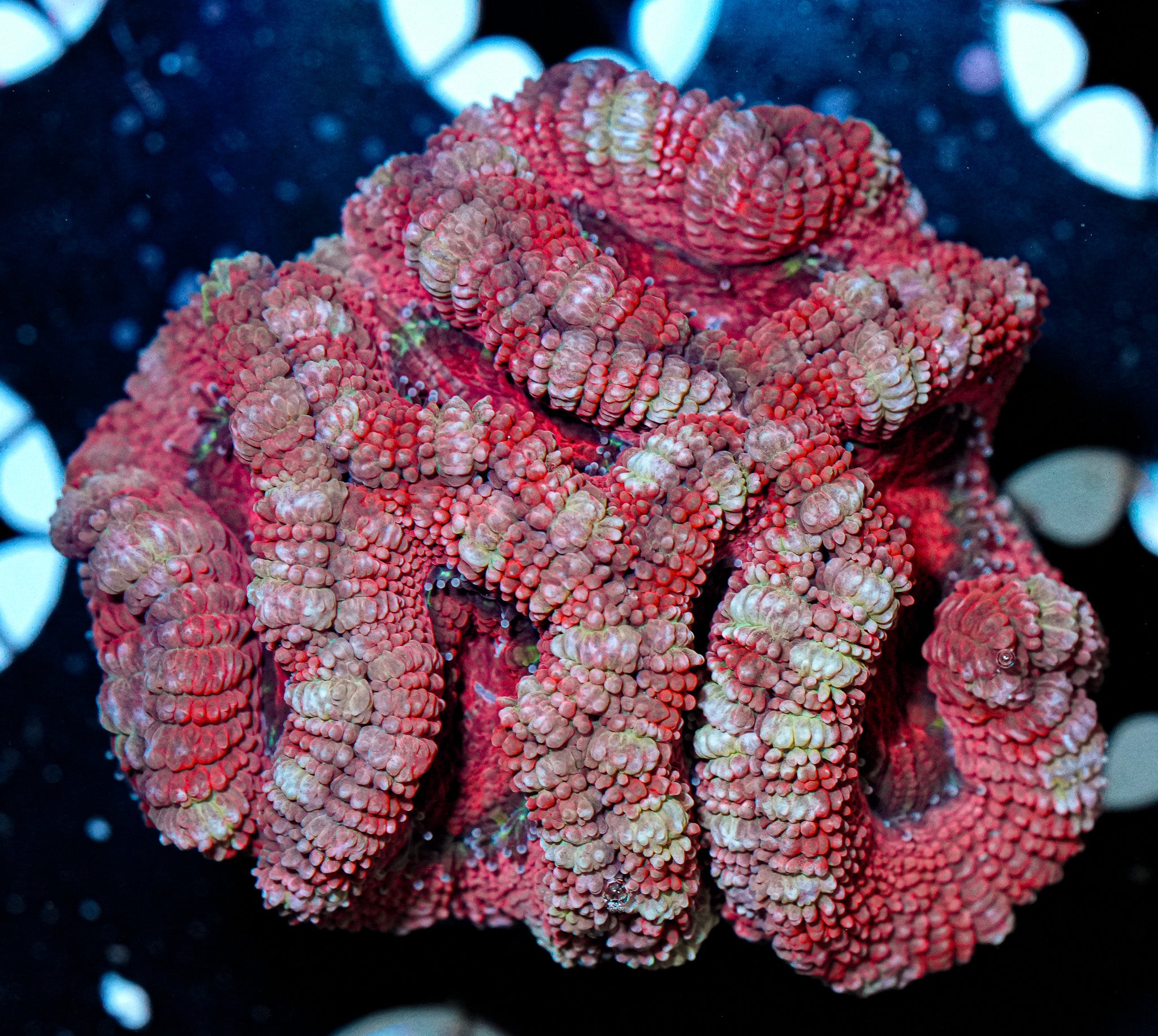 Acan Mini Colony 3