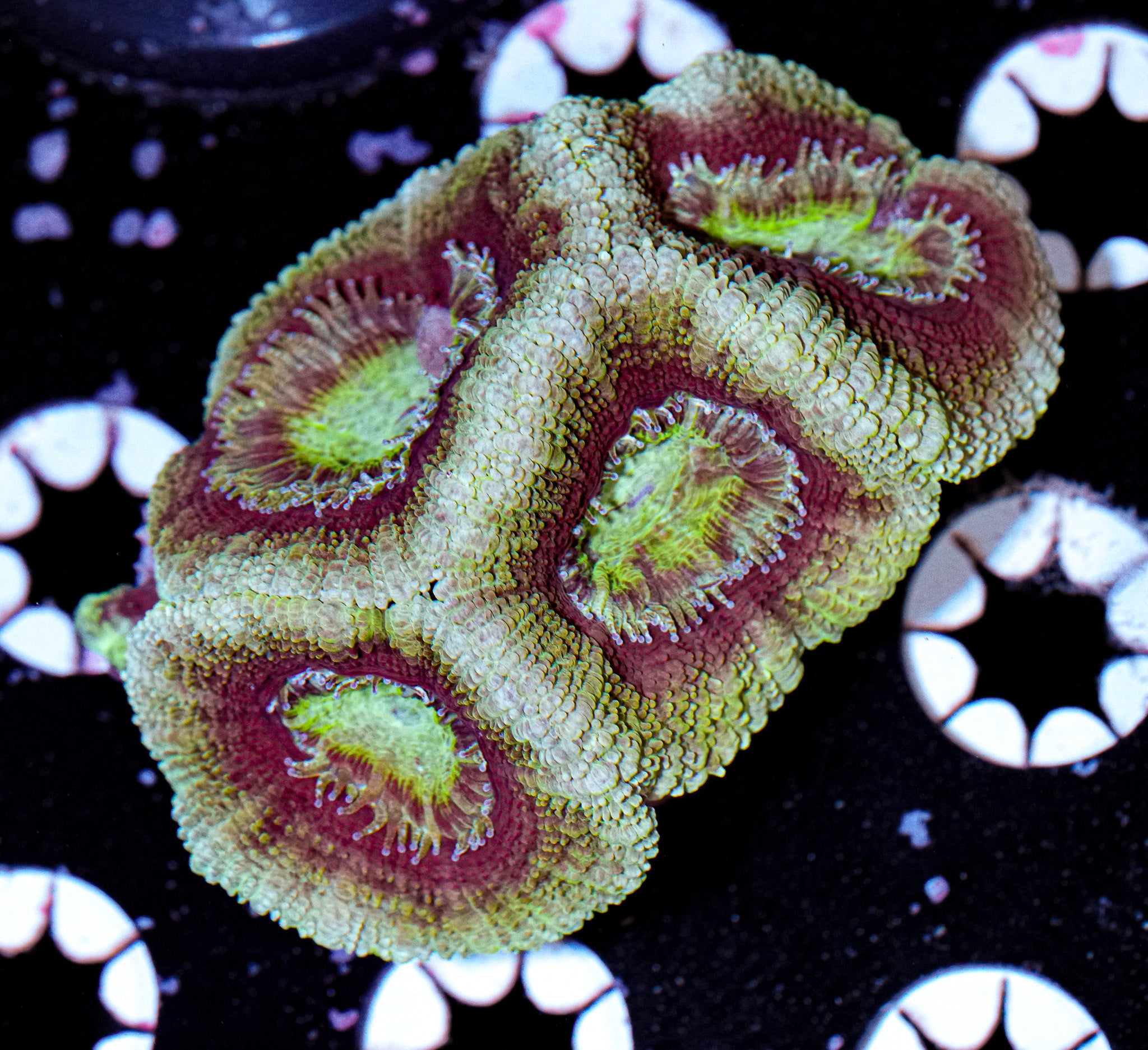 Acan Mini Colony 4