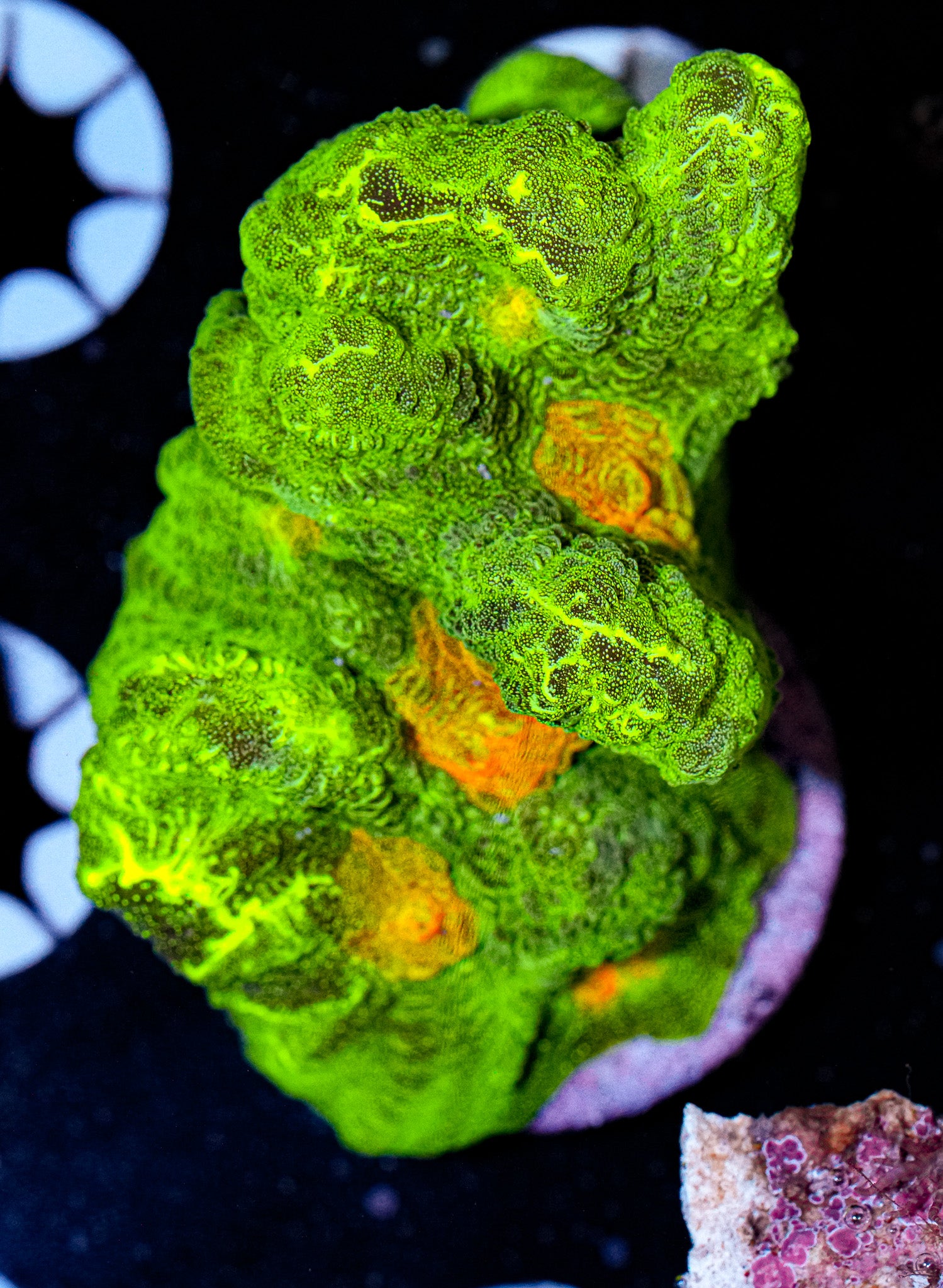 Space Invader Pectinia 6