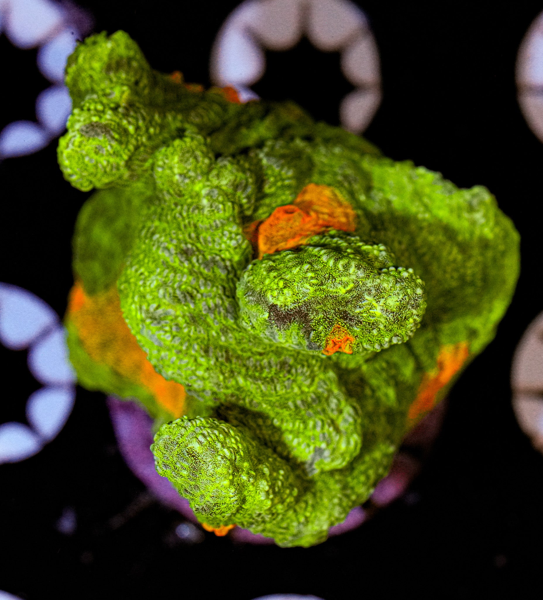 Space Invader Pectinia 7