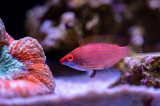 Pink Streaked Wrasse