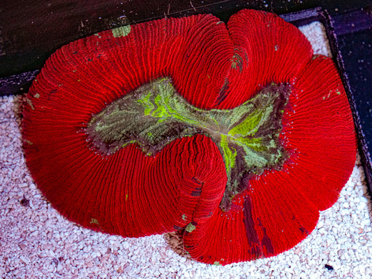 ULTRA Trachyphyllia 4