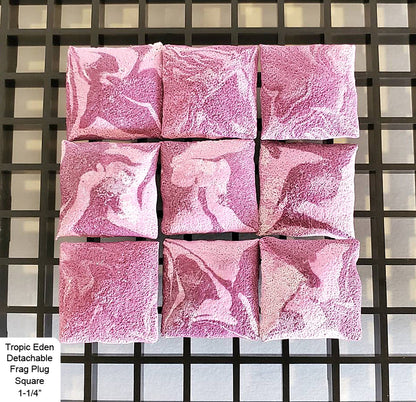 Tropic Eden Detachable Coral Frag Plug Square 1.25" (10/pack)