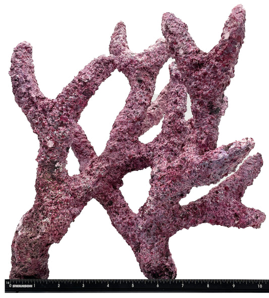 Tropic Eden Morroca Rock - Shrub Branch 14-16"