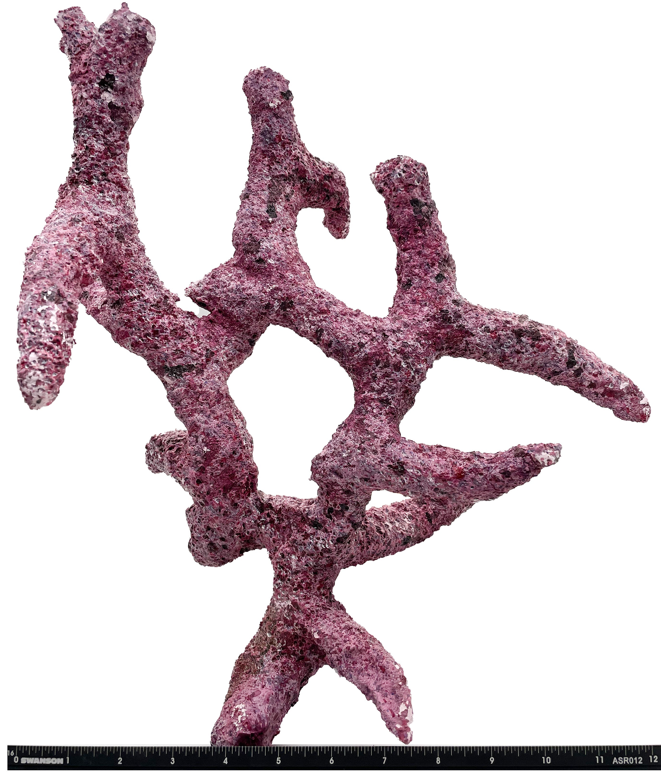 Tropic Eden Morroca Rock - Shrub Branch 14-16"