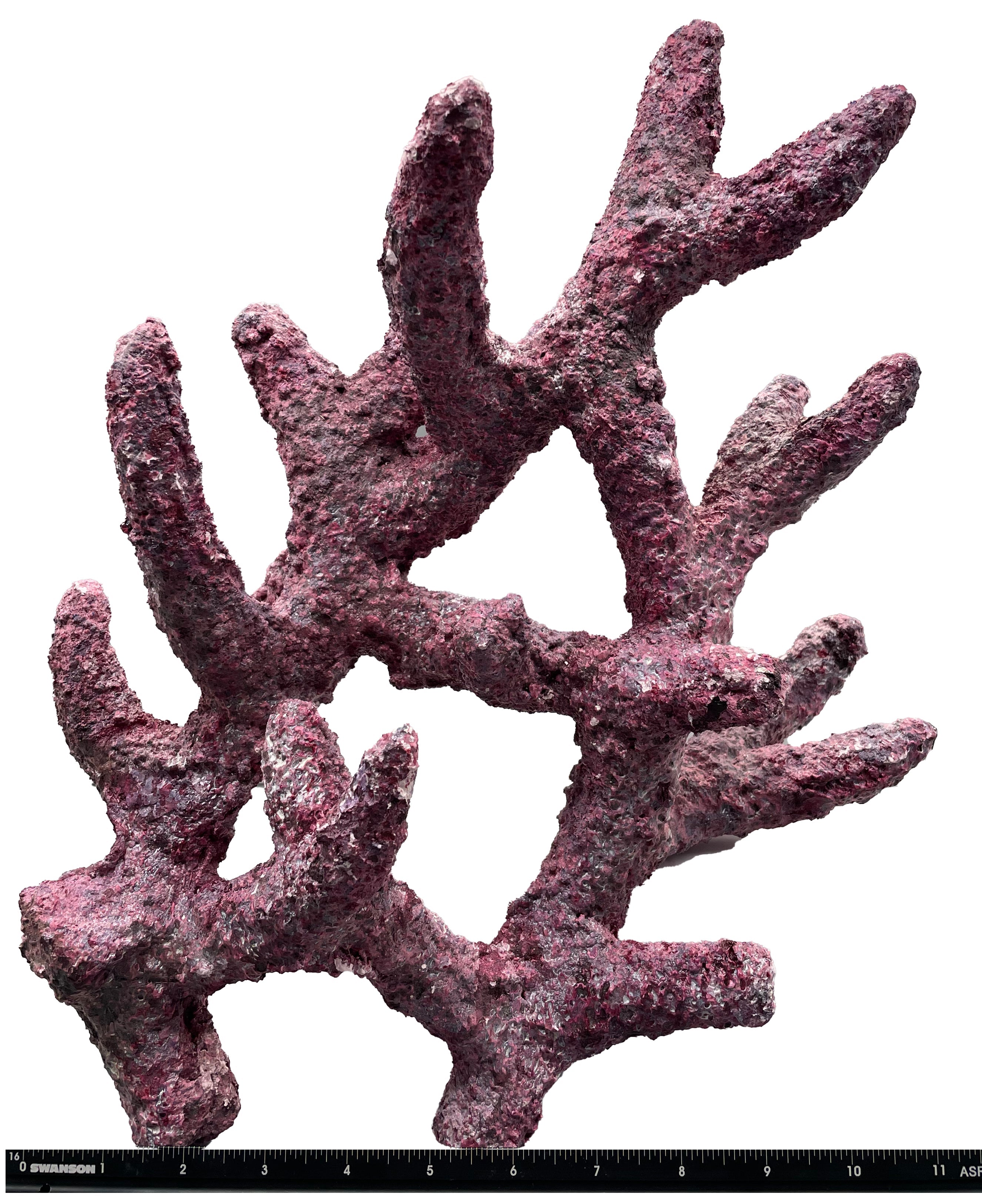 Tropic Eden Morroca Rock - Shrub Branch 14-16"