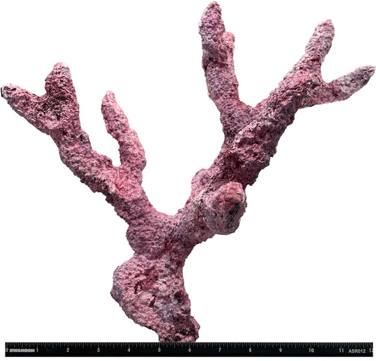 Tropic Eden Morroca Rock - Regular Branch 12-14"