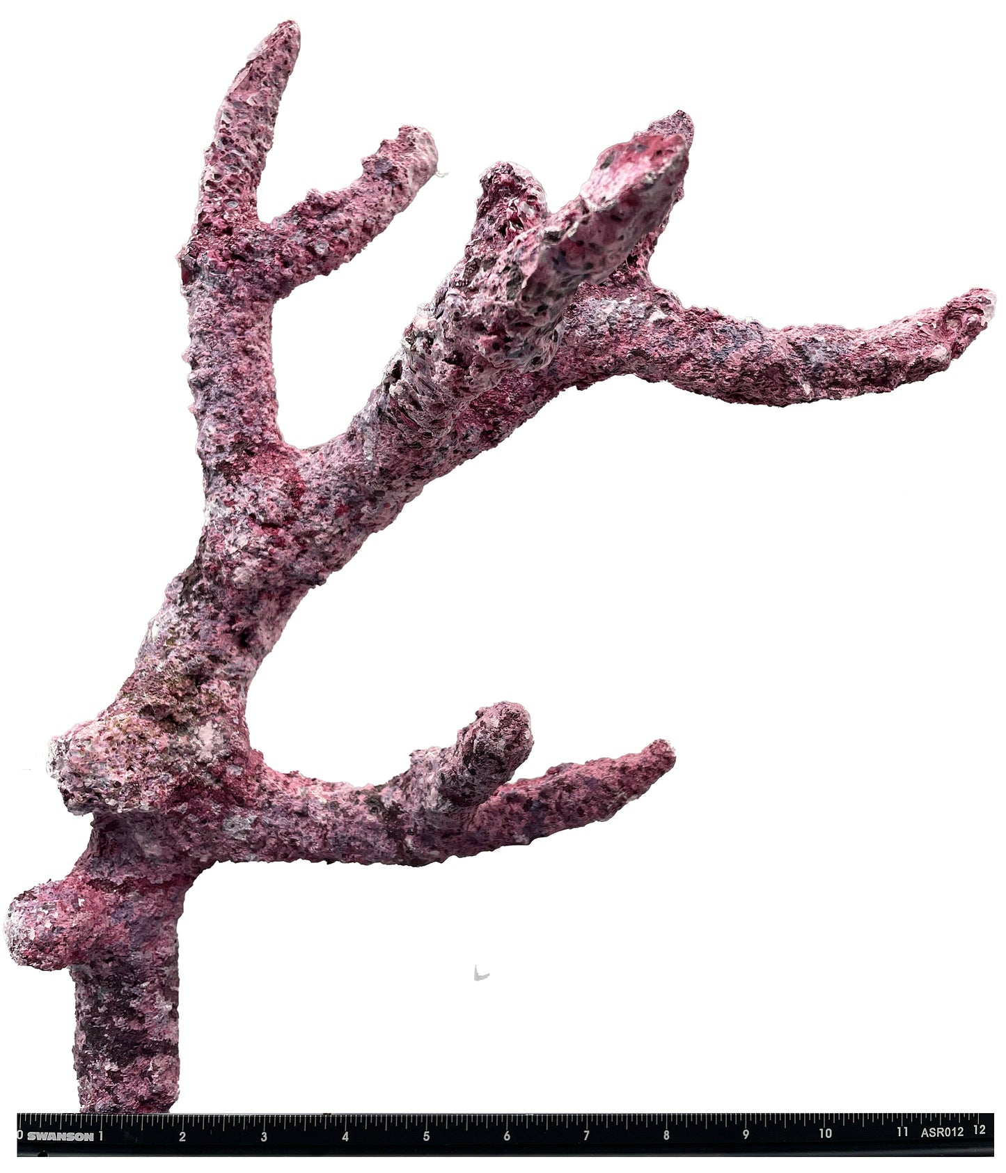 Tropic Eden Morroca Rock - Regular Branch 12-14"
