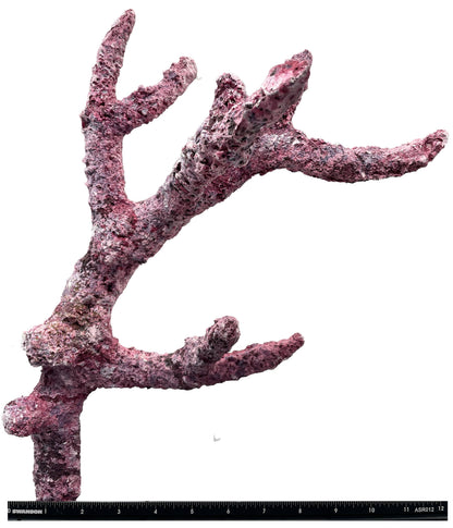Tropic Eden Morroca Rock - Regular Branch 12-14"