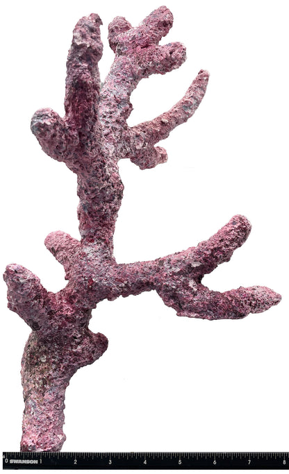 Tropic Eden Morroca Rock - Regular Branch 14-16"