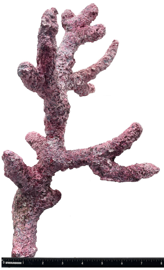 Tropic Eden Morroca Rock - Regular Branch 14-16"