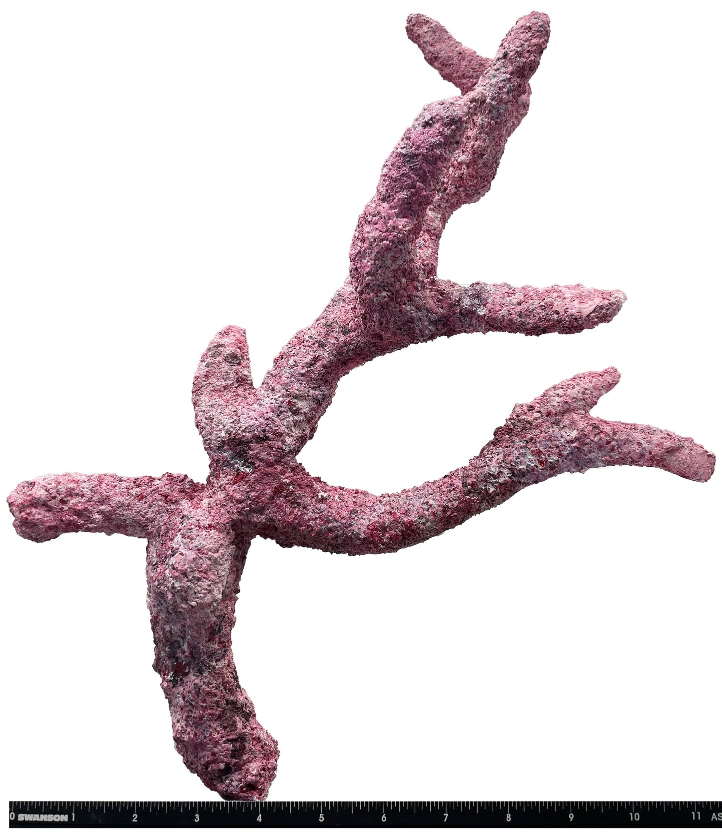 Tropic Eden Morroca Rock - Regular Branch 14-16"
