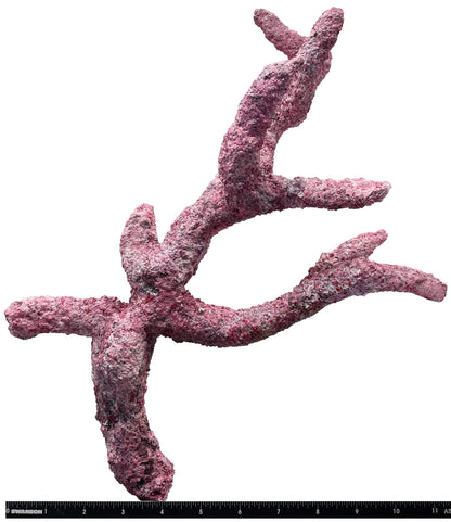 Tropic Eden Morroca Rock - Regular Branch 14-16"