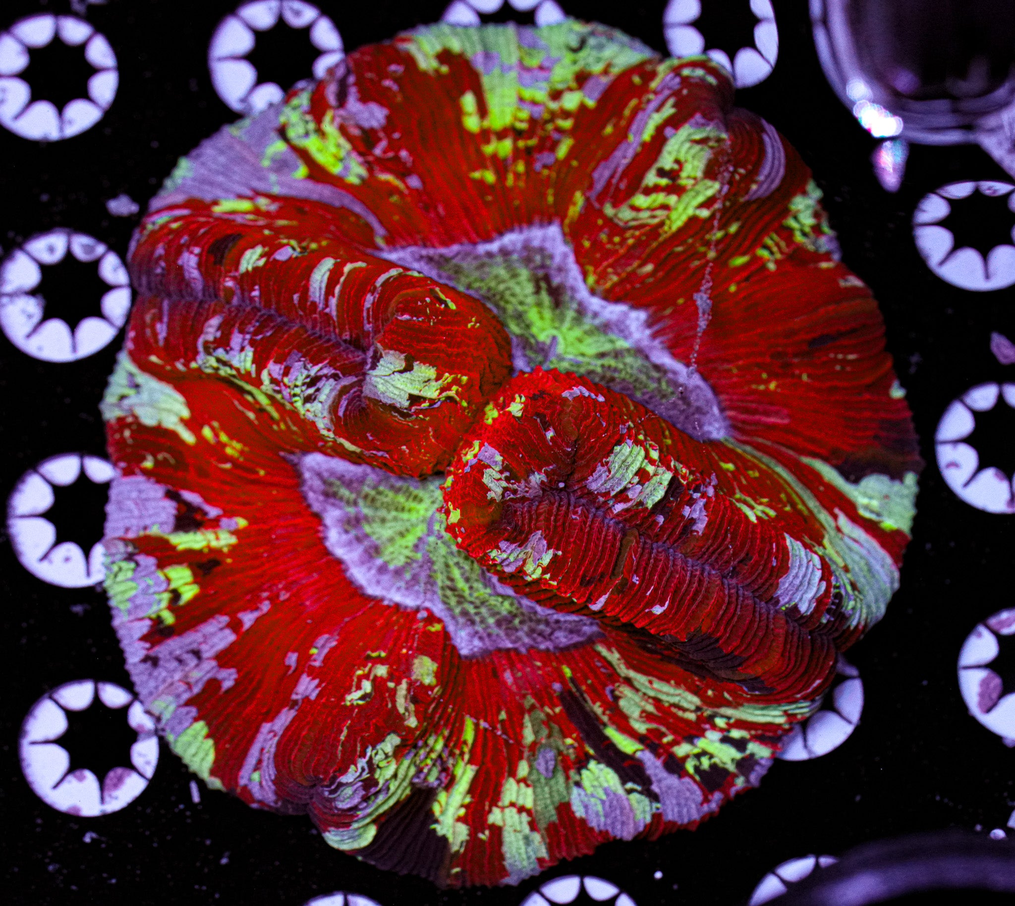 ULTRA Trachyphyllia 5