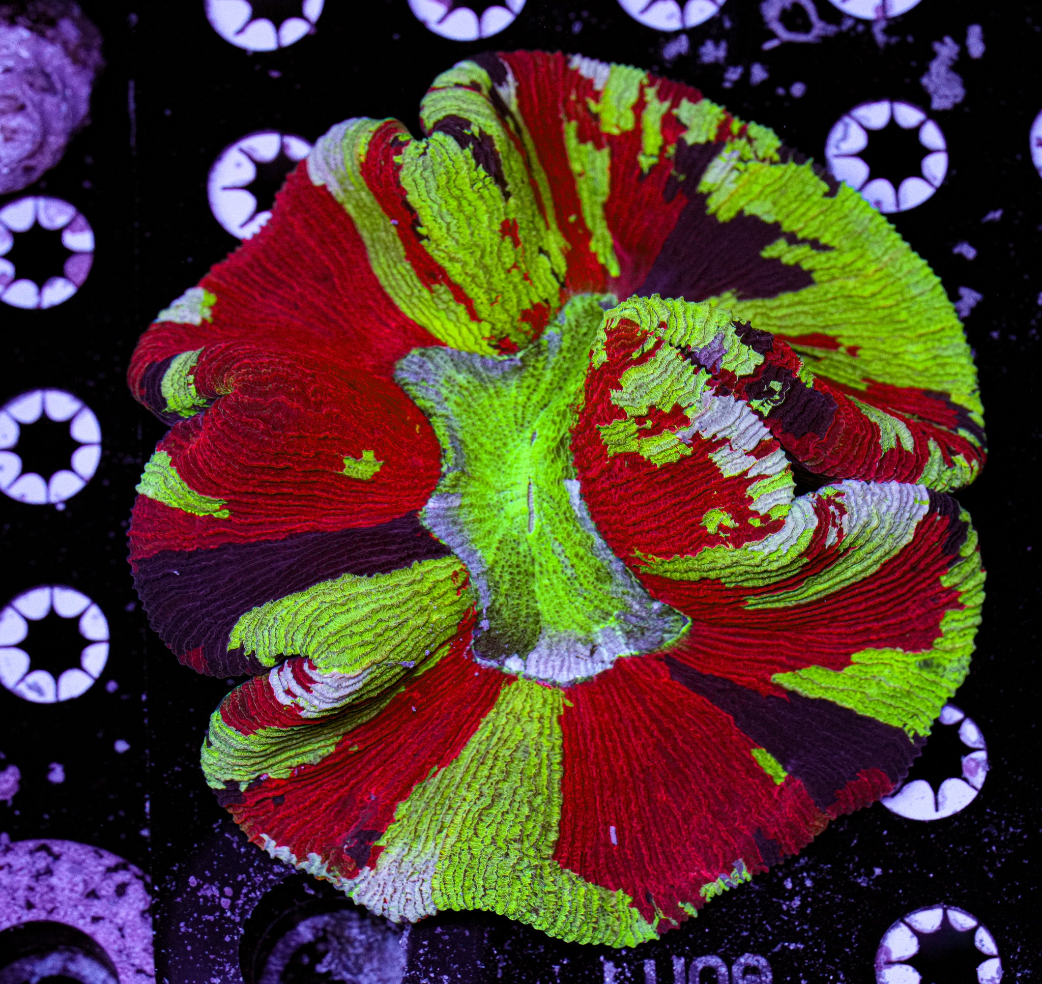 ULTRA Trachyphyllia 6