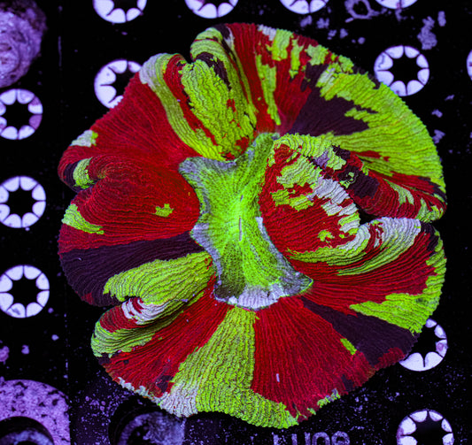 ULTRA Trachyphyllia 6