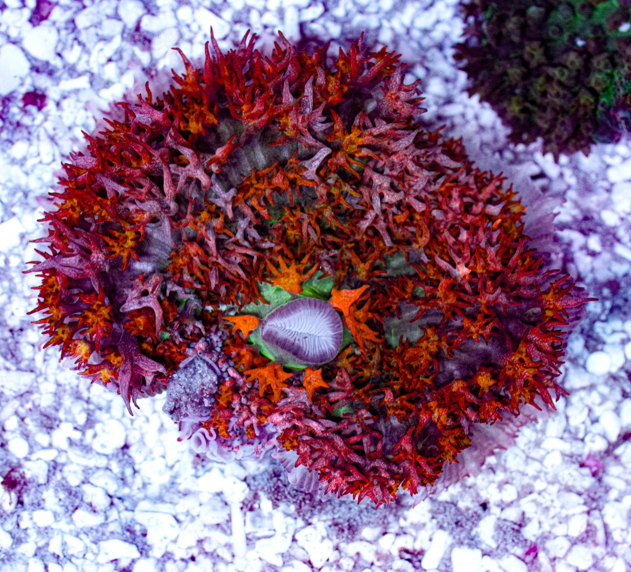 St. Thomas Mushroom 2