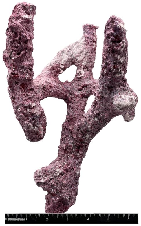 Tropic Eden Morroca Branch 3 Pieces - Pack #8