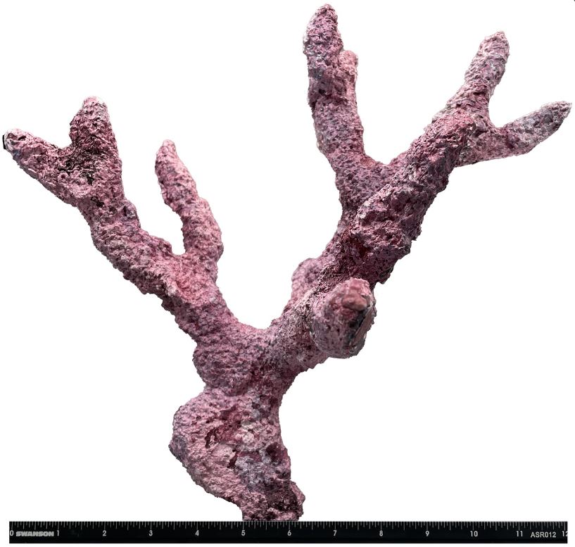 Tropic Eden Morroca Branch 3 Pieces - Pack #8