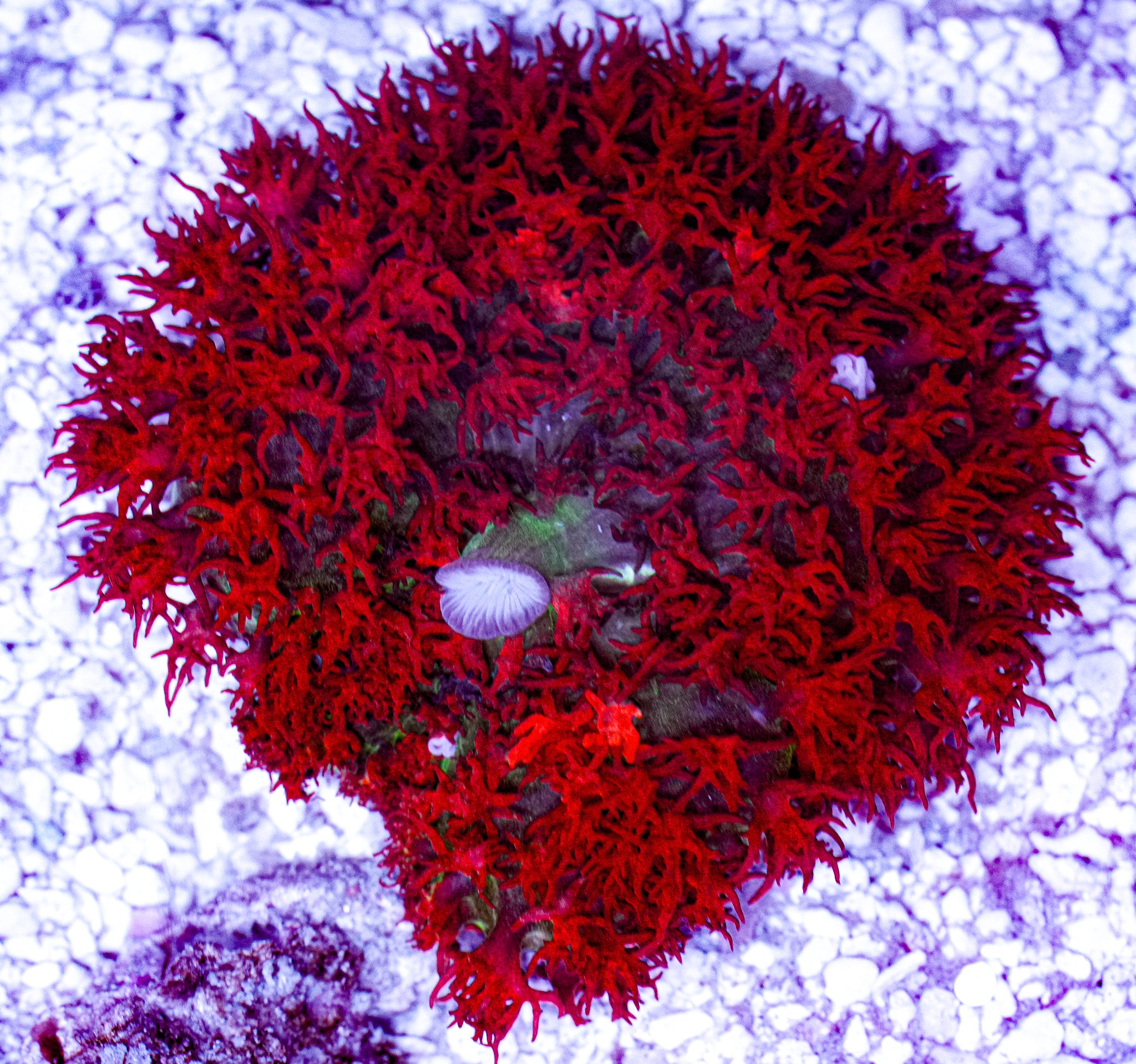 St. Thomas Mushroom 3