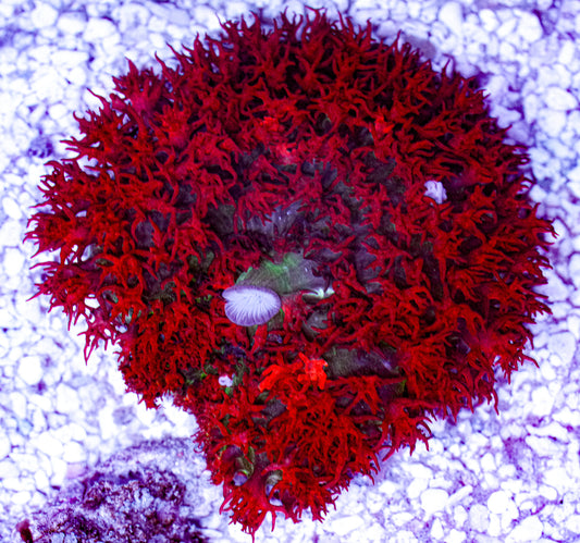 St. Thomas Mushroom 3