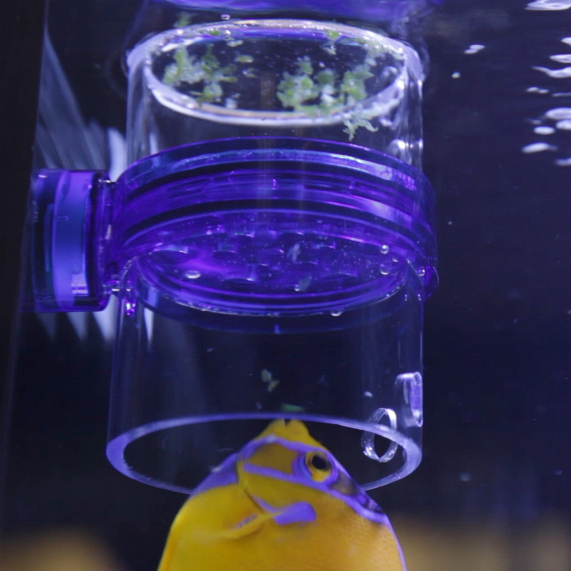 Innovative Marine Pro Gourmet Defroster