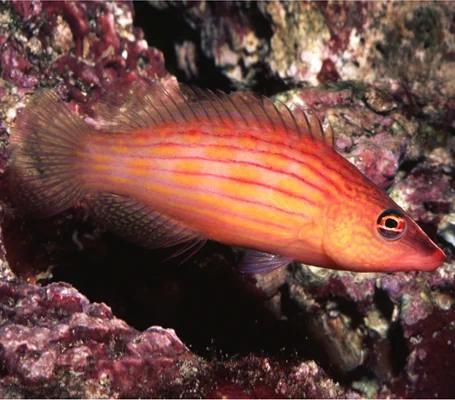 Eightline Wrasse