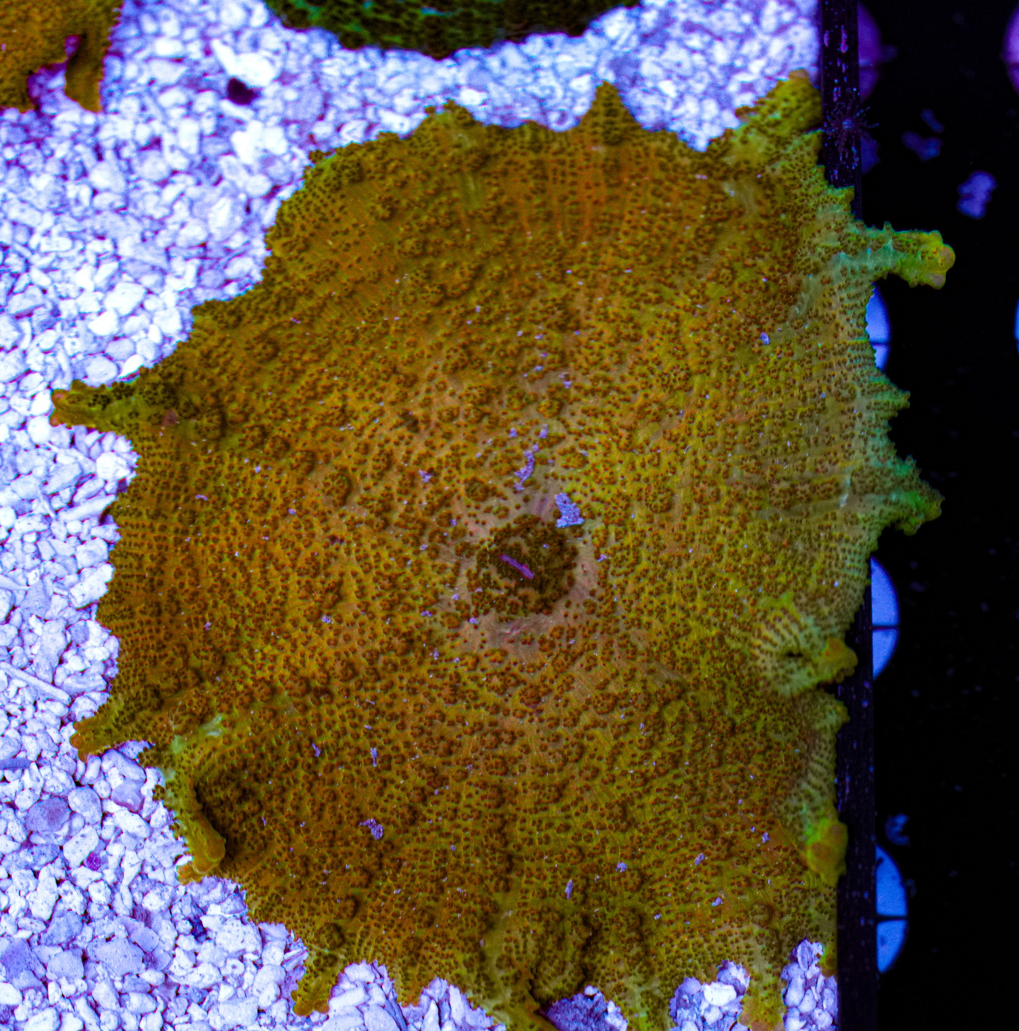 XL Electus Mushroom 2