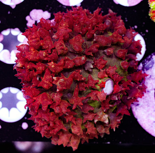 St. Thomas Mushroom 4