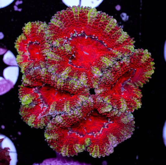 Acan Mini Colony 5