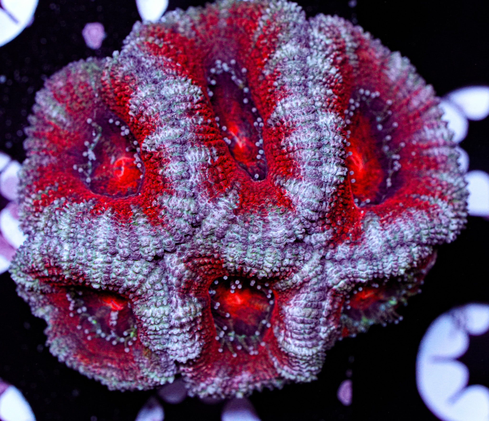 Acan Mini Colony 6