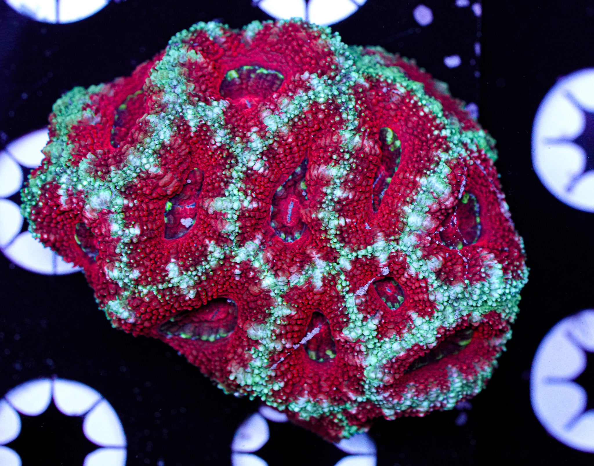 Acan Mini Colony 8