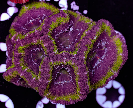 Acan Mini Colony 9
