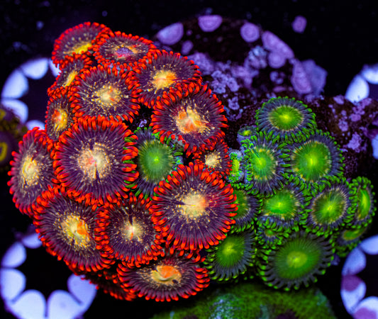 Ultra Zoa
