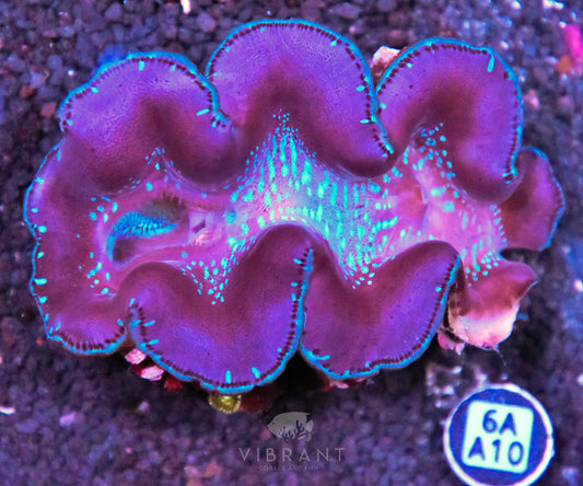 3-4” Aussie Maxima
