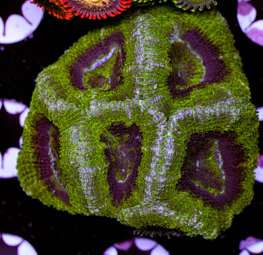 Acan Mini Colony 11