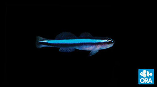 ORA Neon Goby