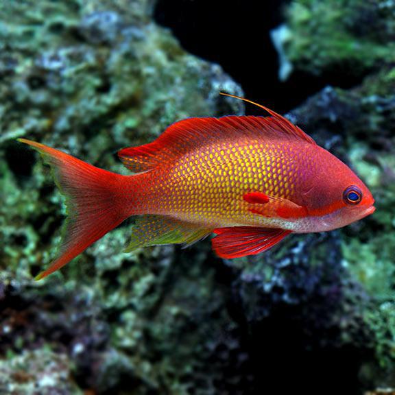 Lyretail Anthias