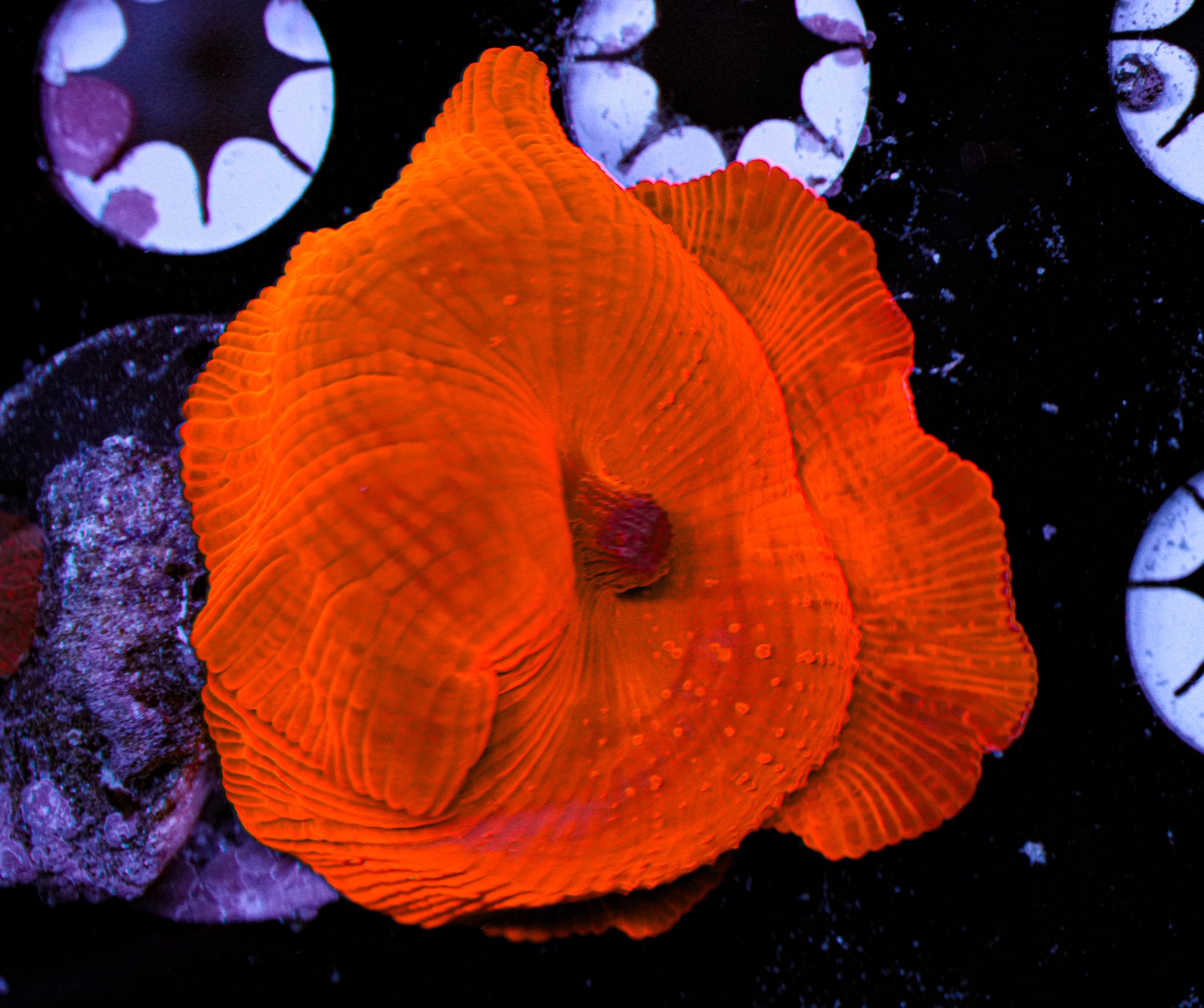 Ultra RED Mushroom