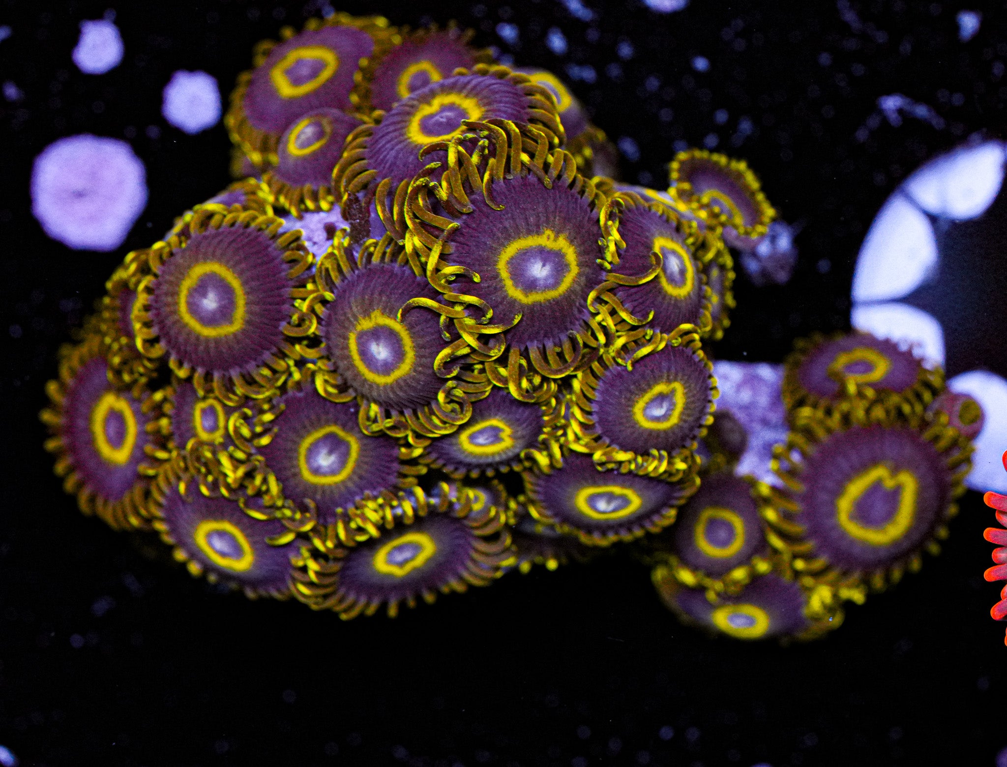 Zoa Frag
