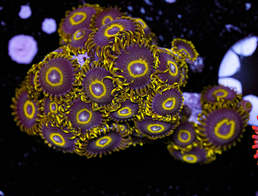 Zoa Frag